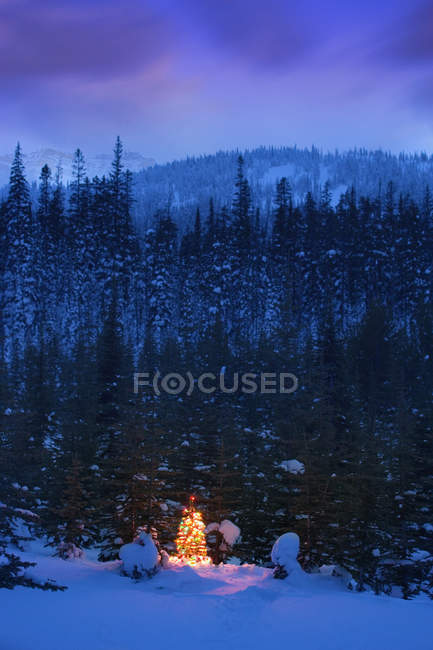 Christmas Tree With Lights In Forest — Stock Photo