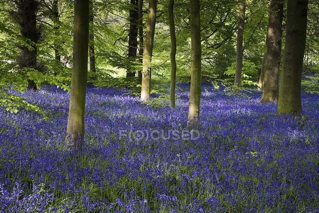 Campo con campanas azules en el bosque - foto de stock