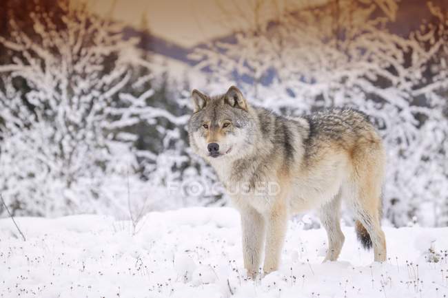 Одинокий волк в зимнем снежном лесу — стоковое фото
