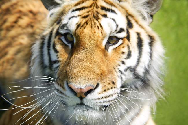 Closeup Of Tiger Face — Stock Photo