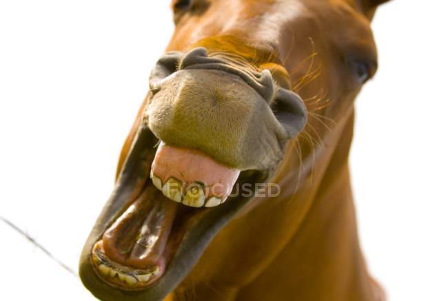Mouth Of Horse on white — Stock Photo
