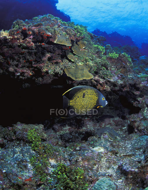 Красива ангельська плавання під водою поблизу коралів, дика природа — стокове фото