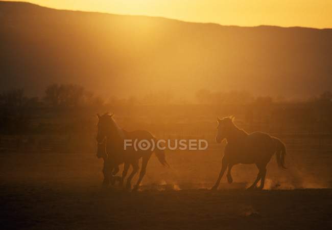 Cavalli in corsa al tramonto — Foto stock