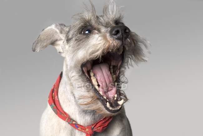 Cão bocejo com cachecol vermelho — Fotografia de Stock