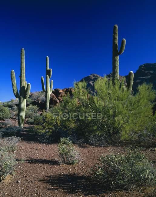 Desert Landscape With Saguaro Cacti — Stock Photo