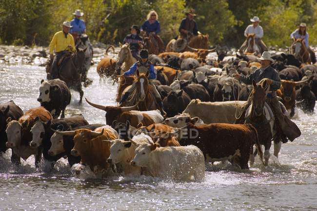 Rounding Up The Cattle — Stock Photo