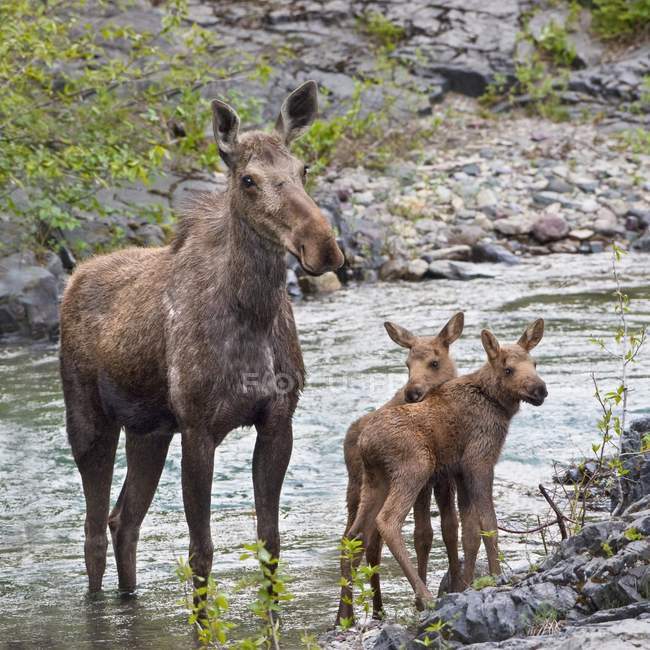 Sow Moose And Calves — Stock Photo