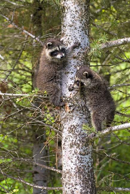 Bebé mapaches en el árbol - foto de stock