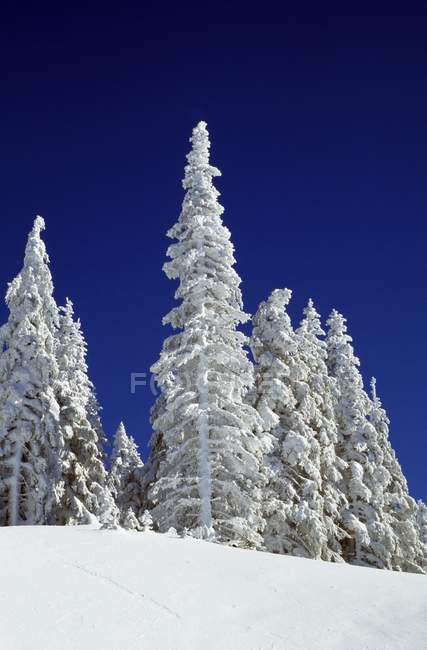 Snow-Covered Pine Trees — Stock Photo