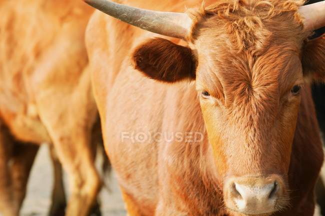 Vache debout à l'extérieur — Photo de stock