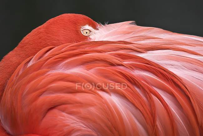 Flamant rose reposant sa tête — Photo de stock