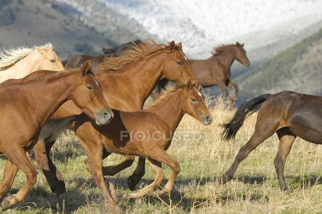 Cavalli che corrono sul campo — Foto stock