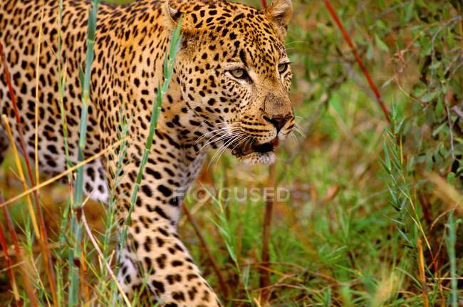 Homme léopard marche — Photo de stock