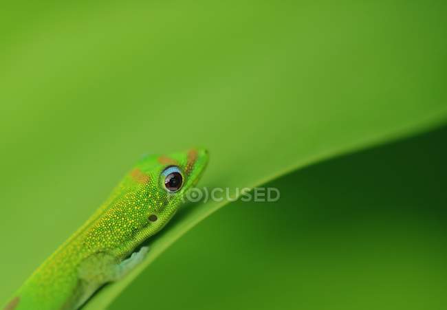 Gecko vert sur feuille — Photo de stock
