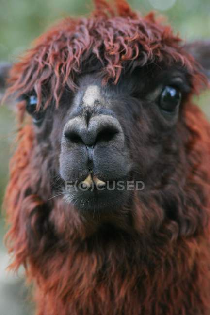 Closeup de Llama ao ar livre — Fotografia de Stock