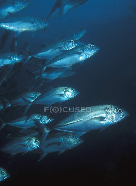 Escola de peixes nadando — Fotografia de Stock