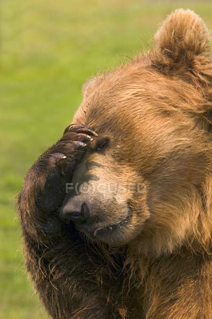Медведь с лапой на глазу — стоковое фото