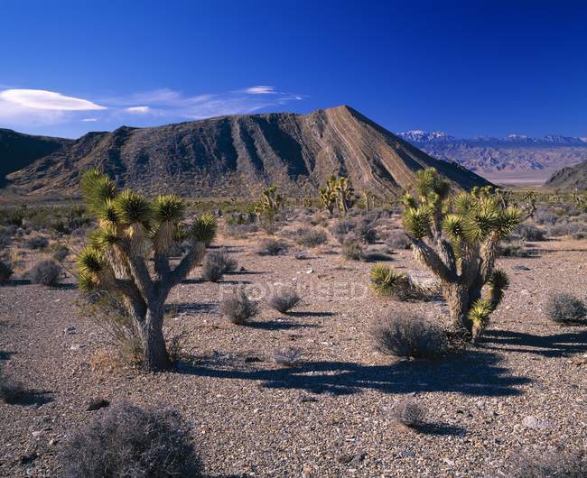 Desierto durante el día - foto de stock