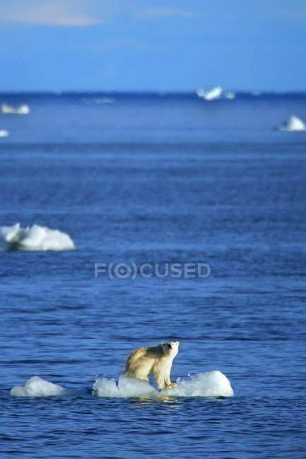Urso polar em pé no gelo — Fotografia de Stock