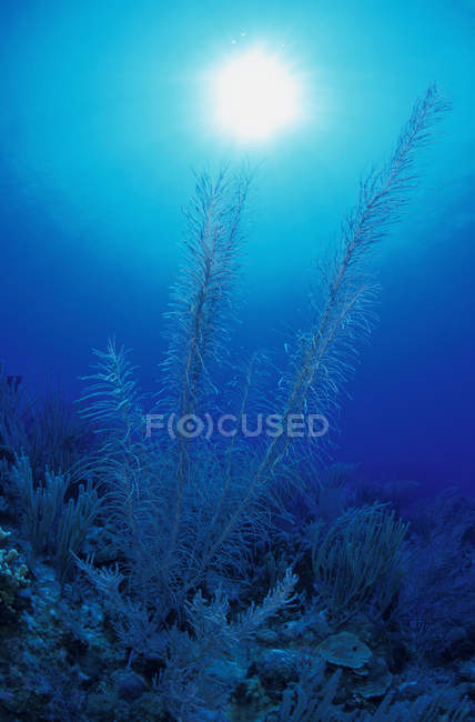 Seaweed growing under water — Stock Photo