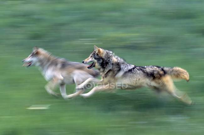 Dois lobos correndo — Fotografia de Stock