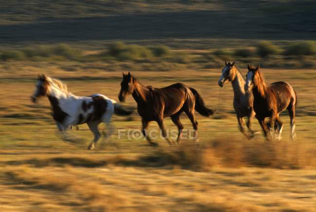 Cavalos selvagens correndo juntos — Fotografia de Stock