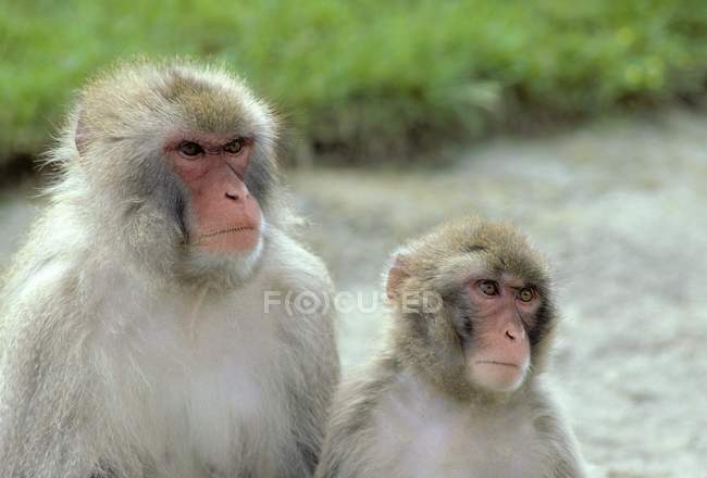 Macacos africanos olhando para o lado — Fotografia de Stock