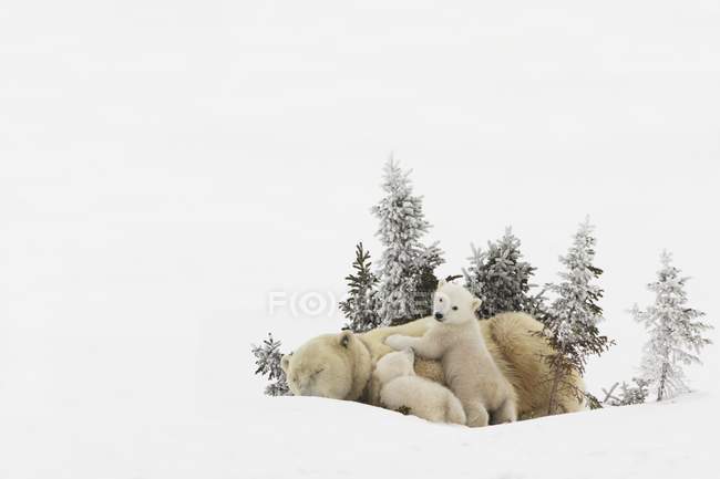 Orso polare madre e cuccioli — Foto stock