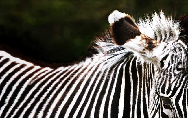 Zebra em pé ao ar livre — Fotografia de Stock