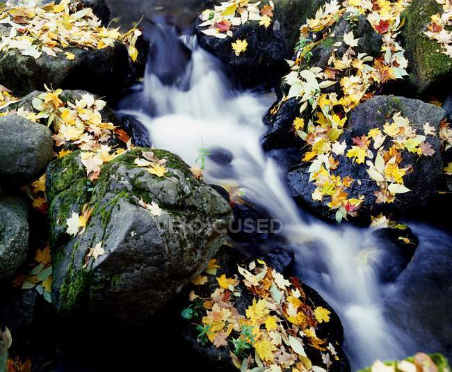 Foglie di caduta tra le rocce — Foto stock