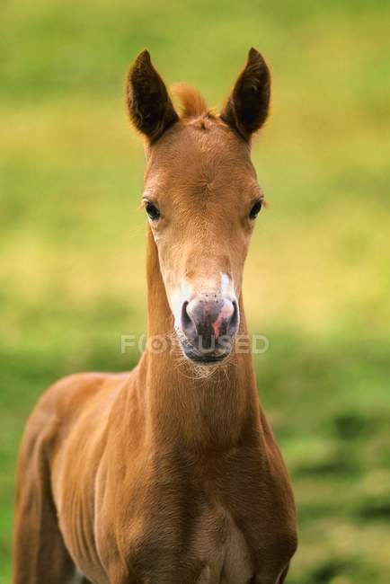 Amerikanische Farbe Pferd Hengstfohlen — Stockfoto