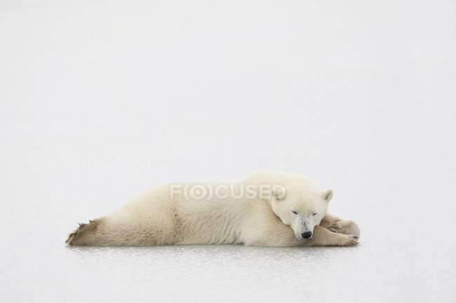 Ours polaire posé sur une surface blanche — Photo de stock