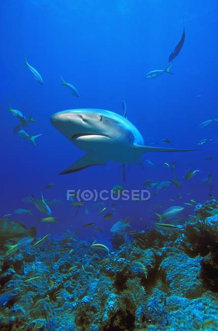 Tiburón arrecife del Caribe - foto de stock