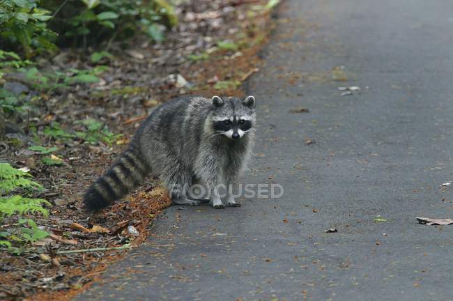 Raccoon sitting on ground — Stock Photo
