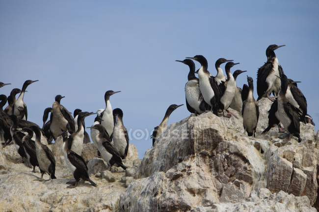 Стадо пингвинов на камнях — стоковое фото