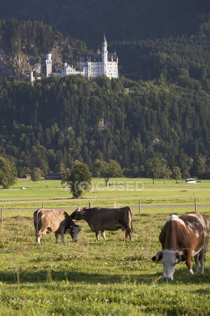 Баварський замок на стороні гори — стокове фото