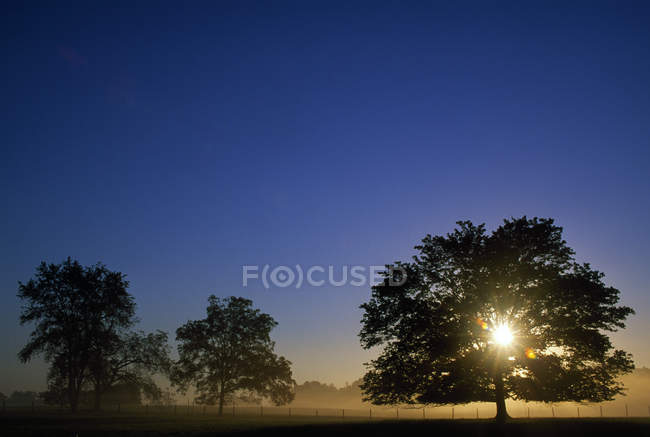 Дубовые деревья и вспышка солнца — стоковое фото