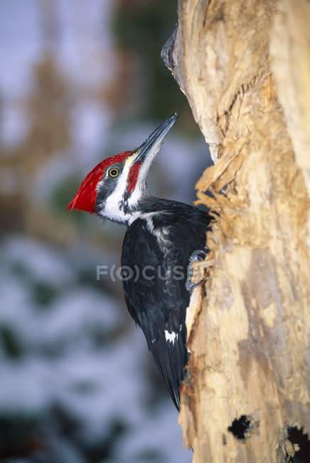 Pileated Woodpecker sitting on tree — Stock Photo