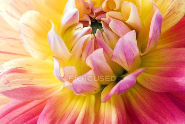 Centro Dahlia Blossom — Fotografia de Stock