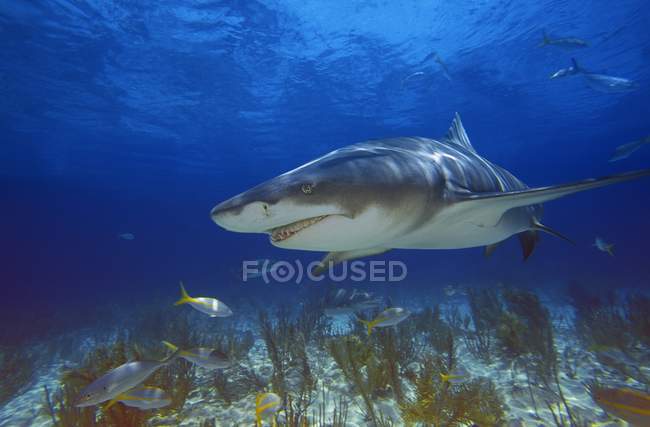 Lemon Shark nadando - foto de stock