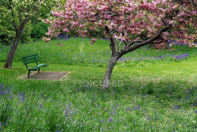 Park Bench Under Flowering Tree — Stock Photo