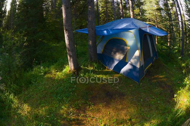 Палаточный лагерь в зеленом лесу — стоковое фото