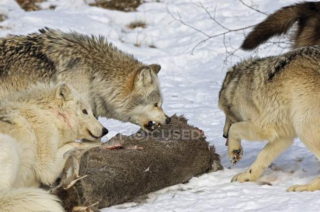 Wolf Pack And Kill — Stock Photo
