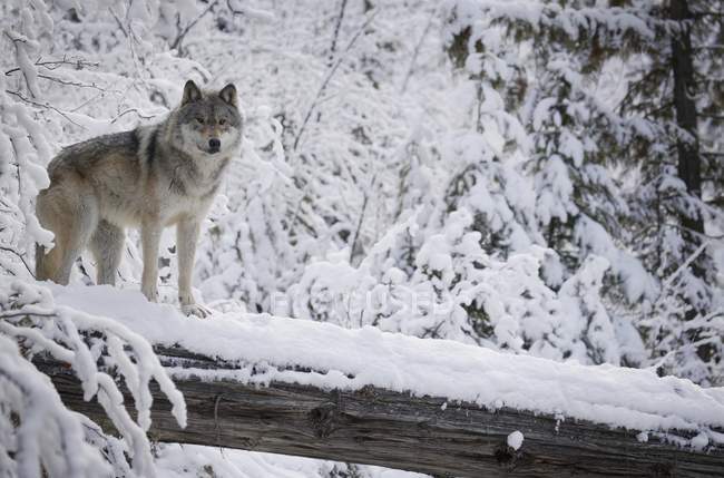 Wolf steht auf Baumstamm — Stockfoto