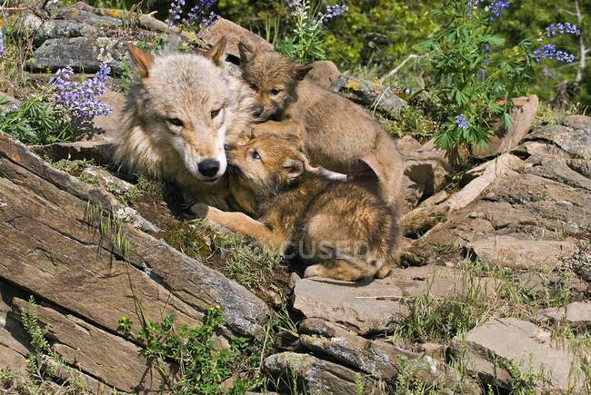 Filhotes de lobo e mãe em Den Site ao ar livre — Fotografia de Stock