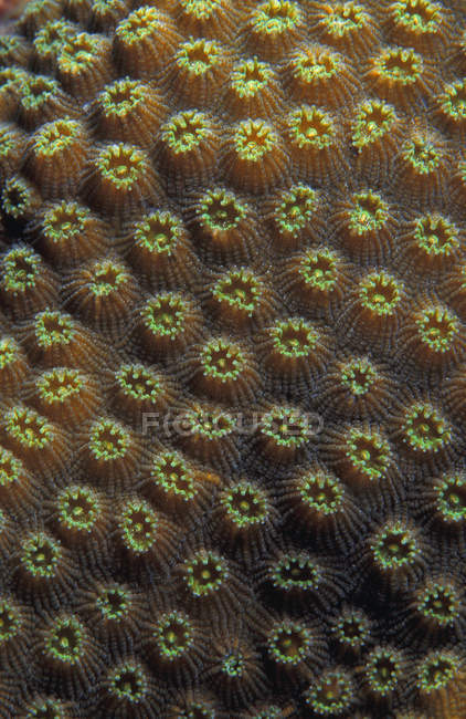Coral creciendo en arrecife - foto de stock