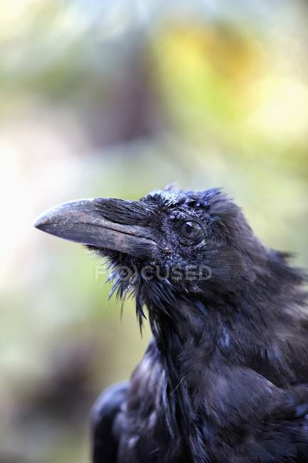 Raven head outdoors — Stock Photo