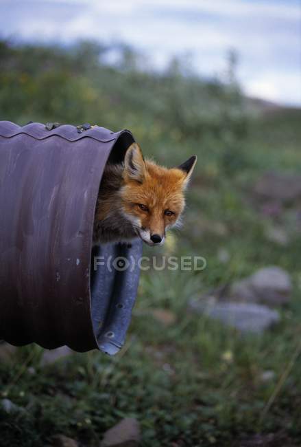 Red Fox выглядывал из — стоковое фото
