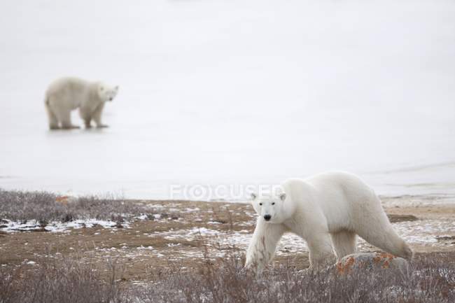 Ursos polares olhando para a frente — Fotografia de Stock