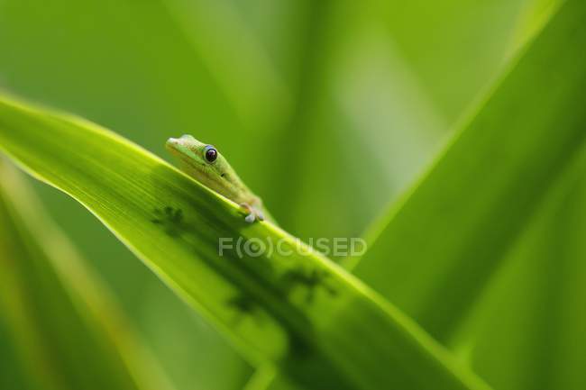 Winziger Gecko auf grünem Blatt — Stockfoto